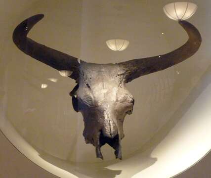 Image of Bos taurus primigenius Bojanus 1827