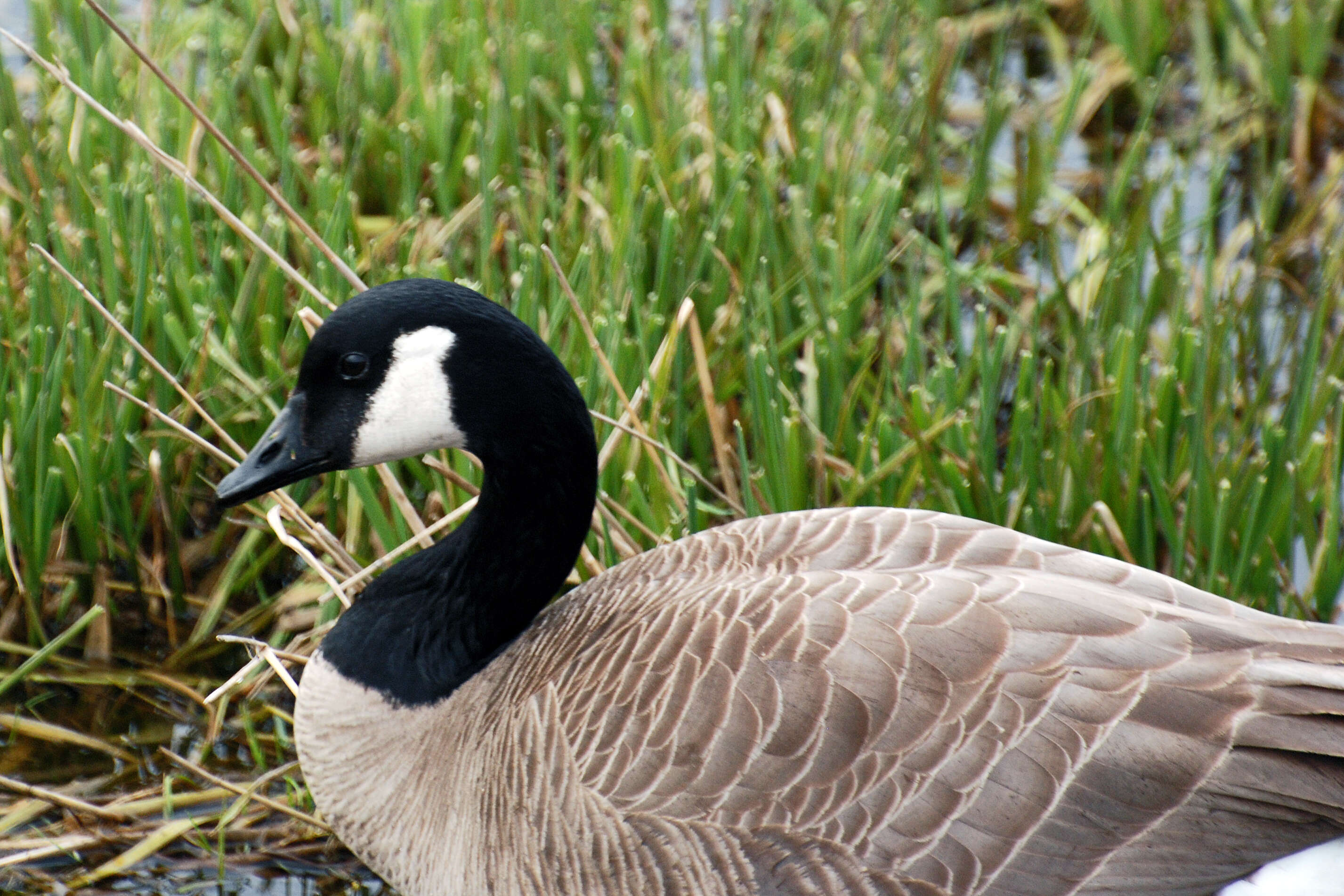 Image of Hawaiian goose