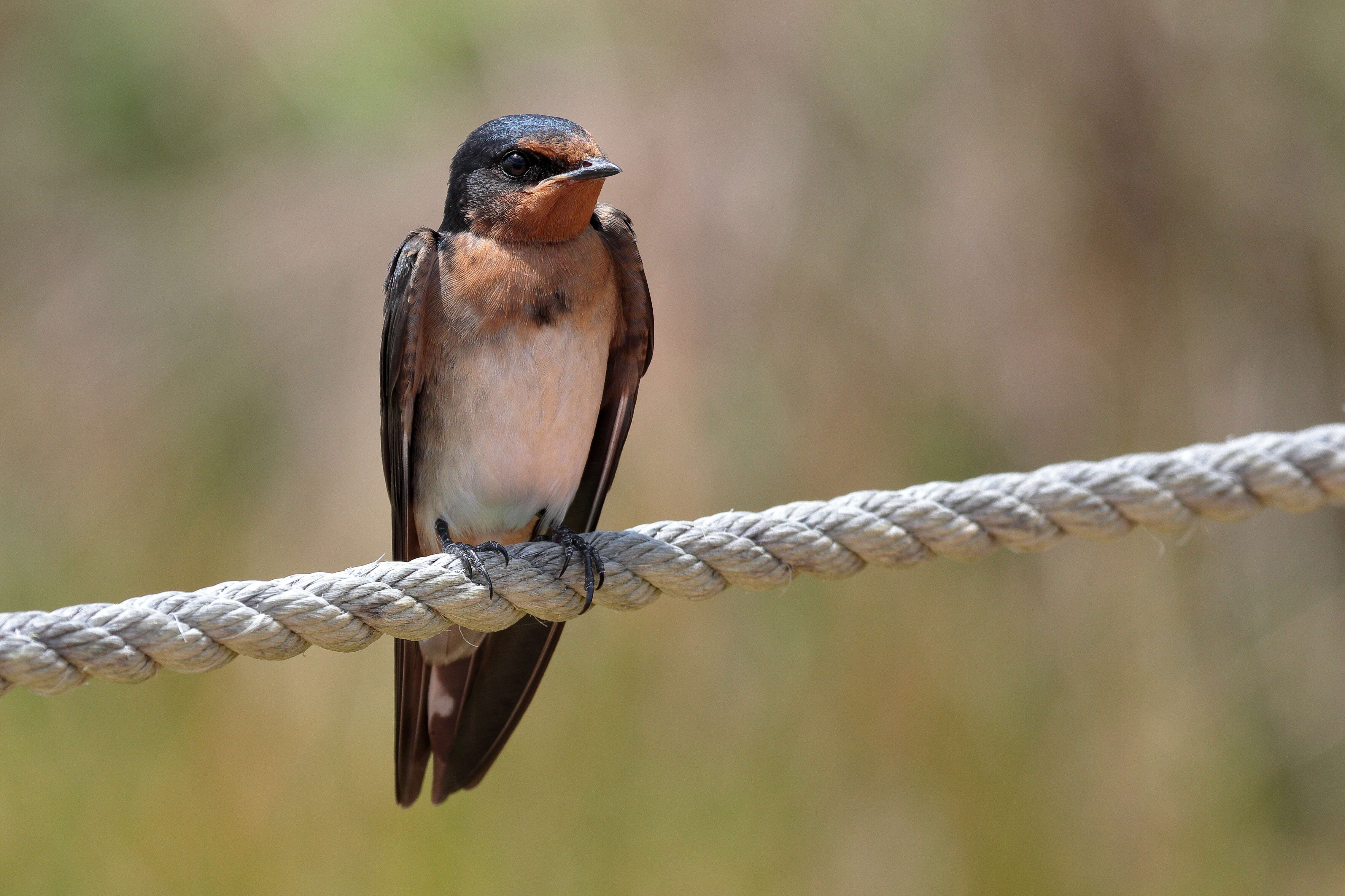 Imagem de Hirundo neoxena Gould 1842