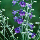 Image of tall larkspur