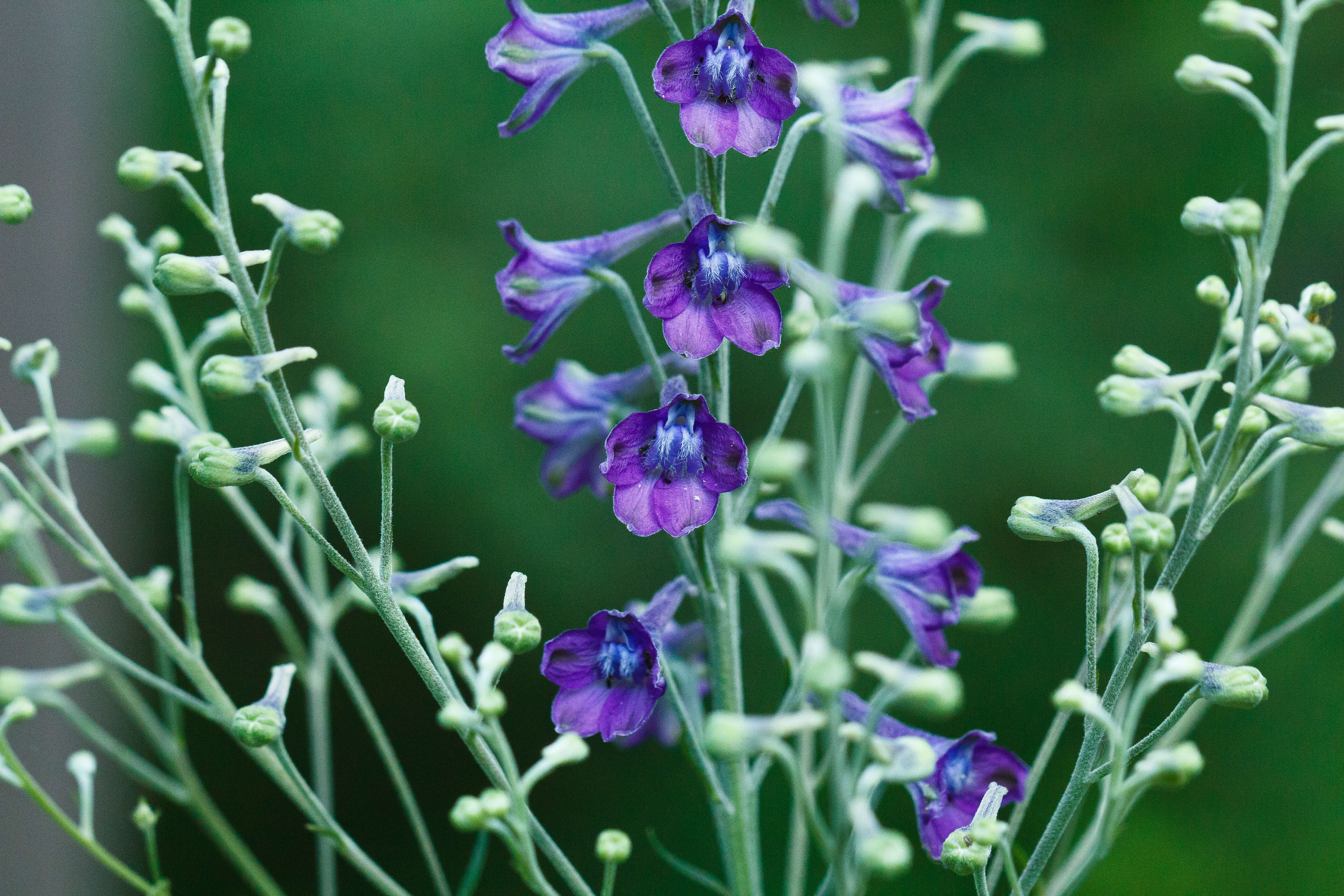 Image of tall larkspur