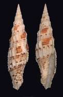 Слика од Turbinelloidea Rafinesque 1815