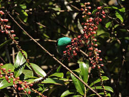 Image of Sarcopera sessiliflora (Triana & Planch.) H. G. Bedell