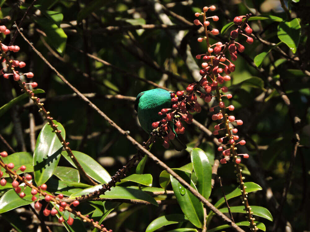 Image of Sarcopera sessiliflora (Triana & Planch.) H. G. Bedell