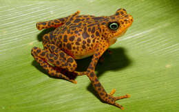 Image of harlequin frogs