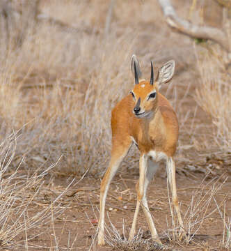 Image of Steenbok