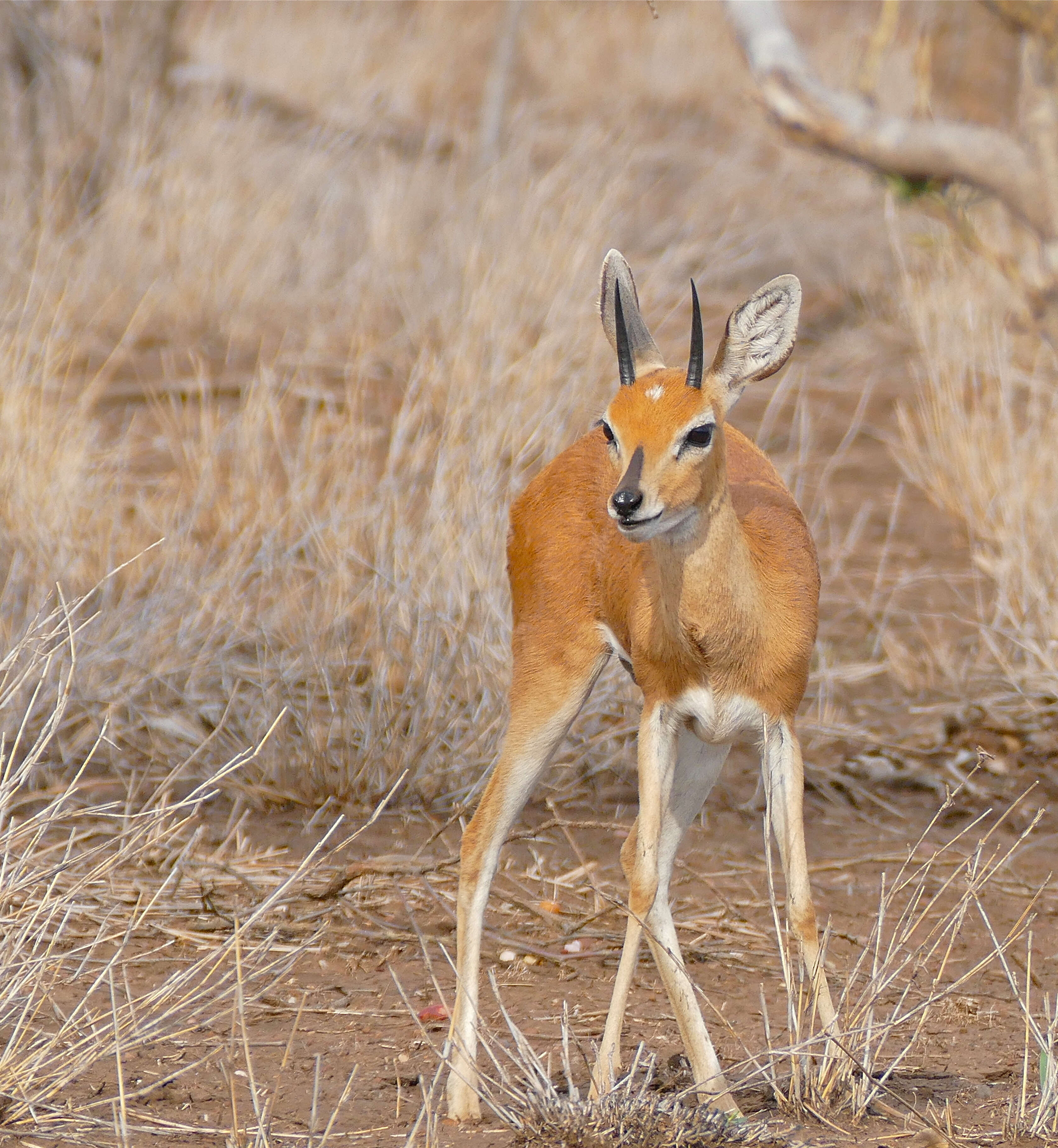 Image of Steenbok