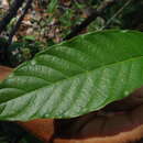 Image of Chomelia pedunculosa Benth.