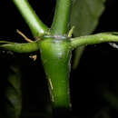 Imagem de Psychotria hispidula Standl. ex Steyerm.