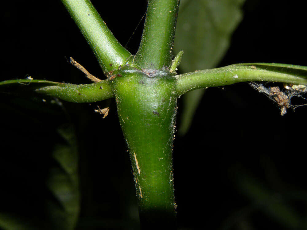 Plancia ëd Psychotria hispidula Standl. ex Steyerm.