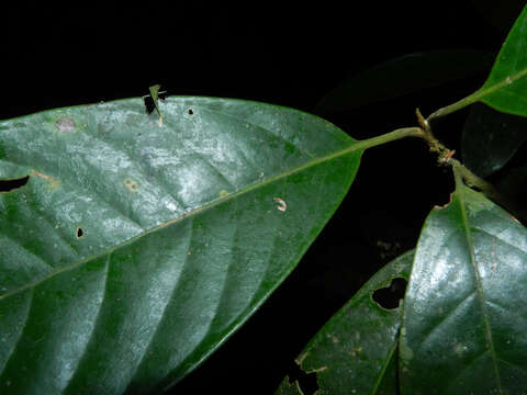 Image of Pleurothyrium golfodulcense W. Burger & N. Zamora