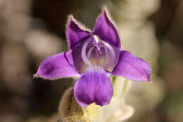 Image of Eremophila hygrophana Chinnock