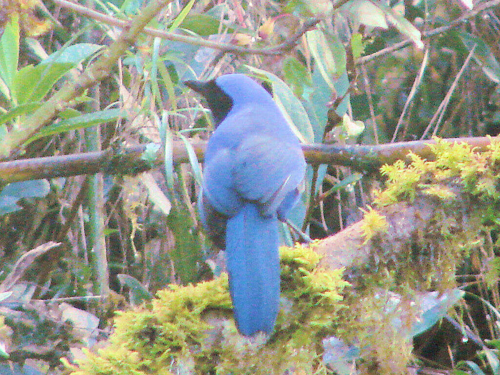 Image of Black-collared Jay