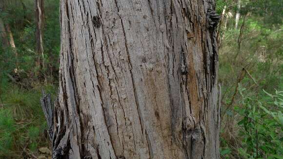 Image of Eucalyptus globulus subsp. pseudoglobulus (Naud. ex Maiden) Kirkpatrick