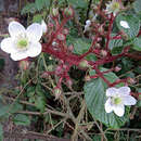 Image of Rubus adenotrichos Schltdl.