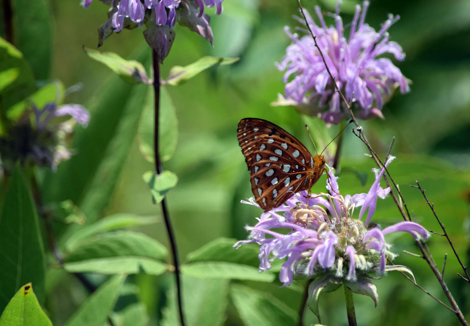 Image of Greater Fritillaries