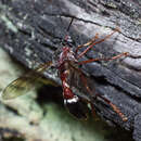 Image de Erythropogon ichneumoniformis White 1914