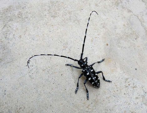 Image of Asian Longhorned Beetle