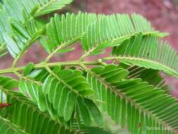 Image of Albizia pedicellaris (Dc.) L. Rico