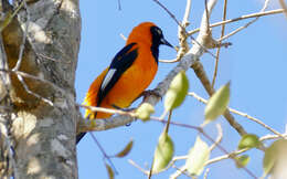 Image de Oriole à dos orange