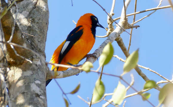 Imagem de Icterus croconotus (Wagler 1829)