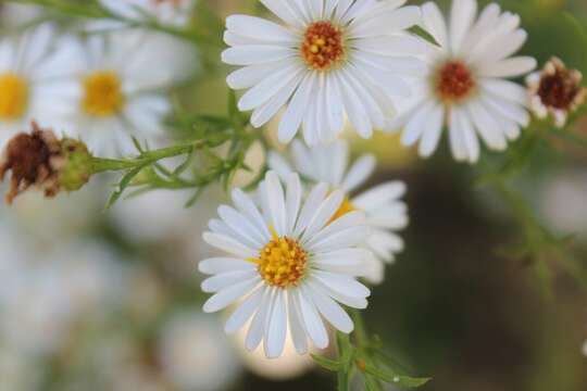 Image of aster