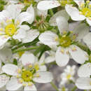 Image of Saxifraga hostii subsp. hostii