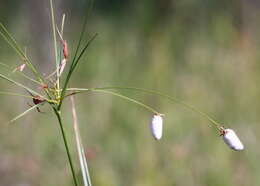 Imagem de Rhynchospora inundata (Oakes) Fernald