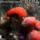 Image of Aplidiopsis tubiferus Monniot C., Monniot F., Griffiths & Schleyer 2001