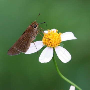 Image of Long-windged Skipper