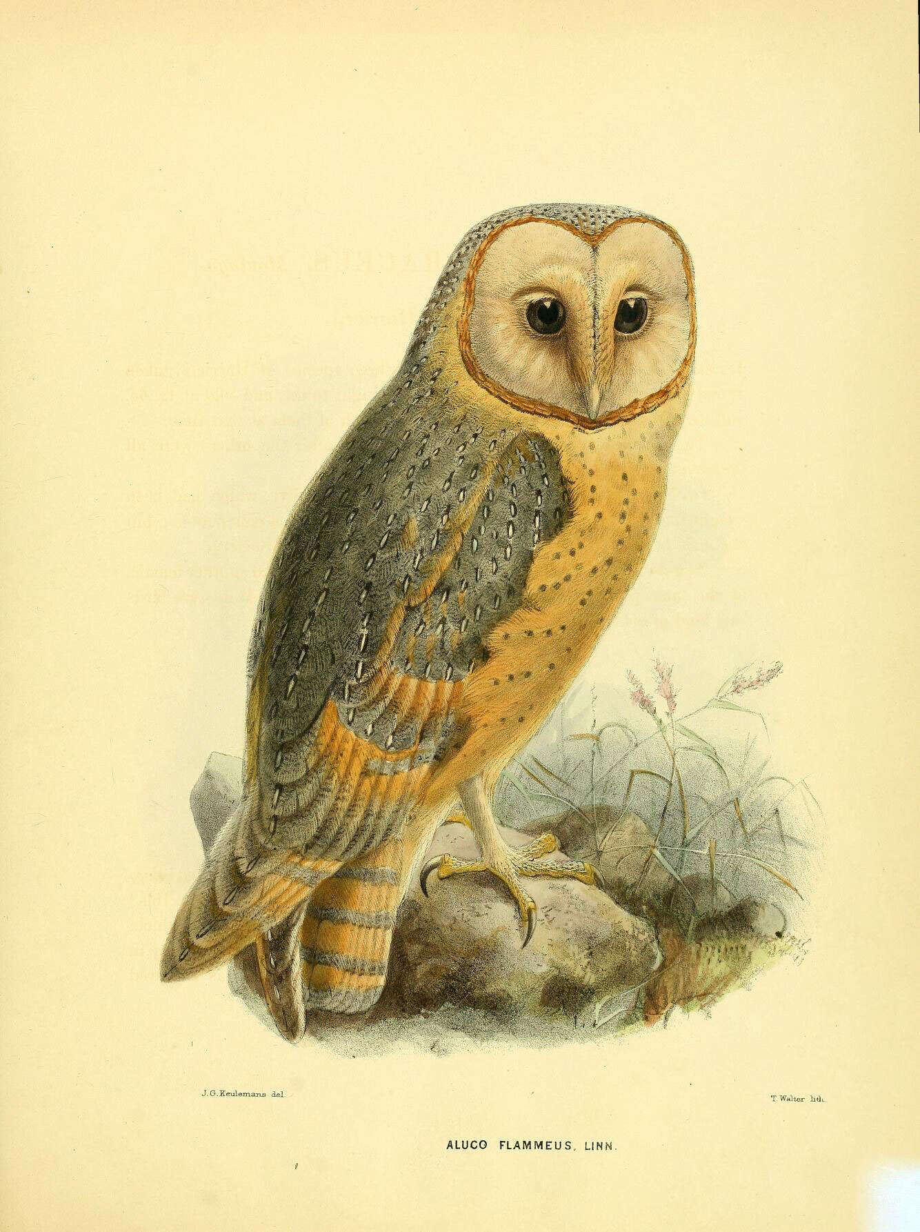 Image of barn owls, masked owls, and bay owls