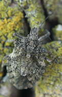 Image of Rough Stink Bugs