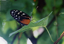 Image of Heliconius