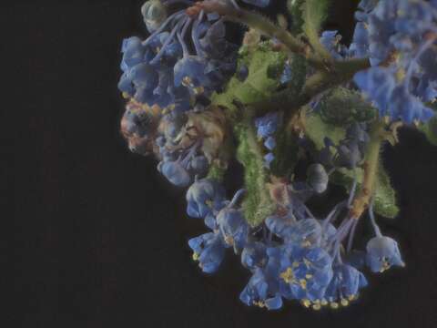 Image of wavyleaf buckbrush