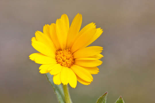 Image of field marigold