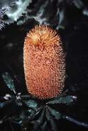 Image of banksia