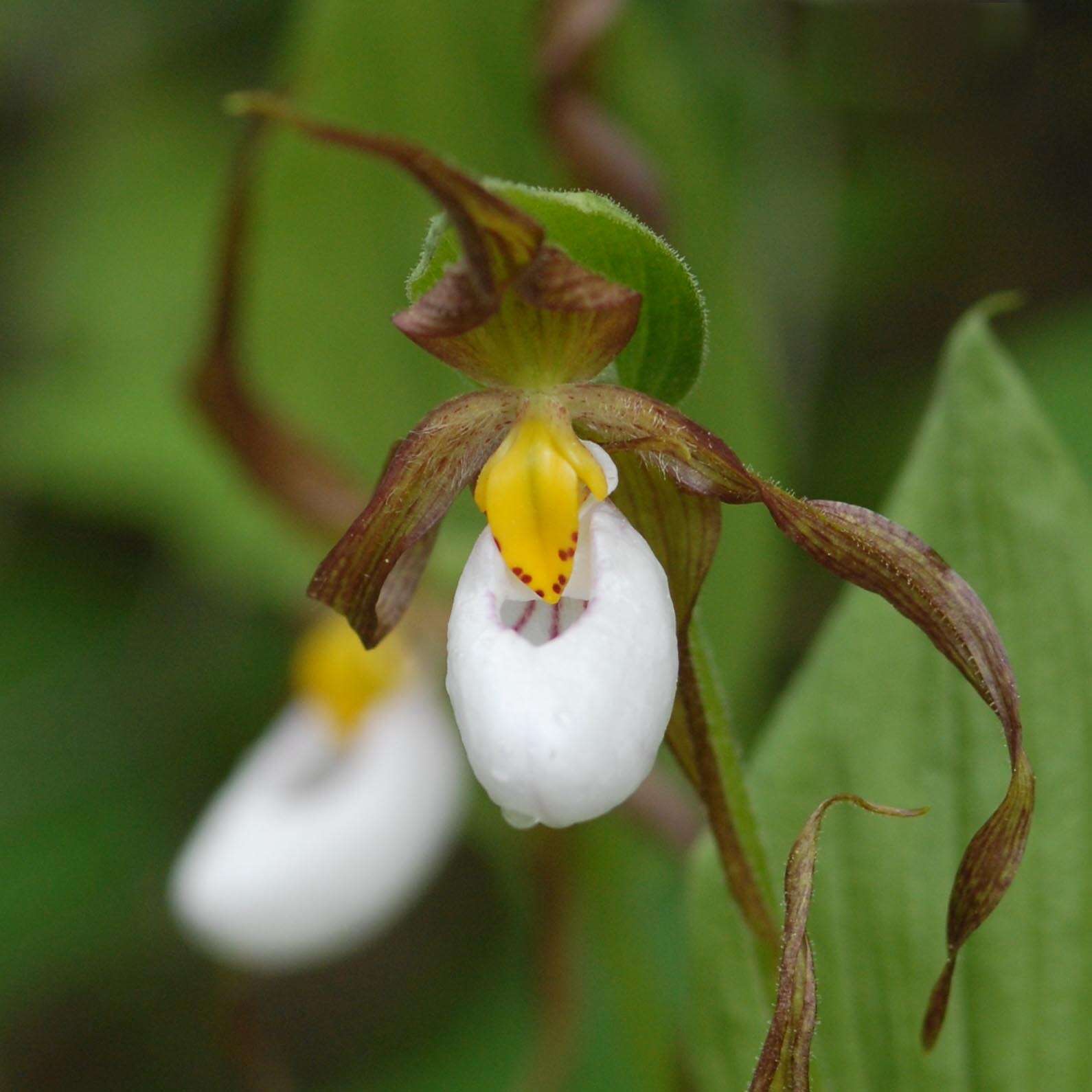 Imagem de Cypripedium montanum Douglas ex Lindl.