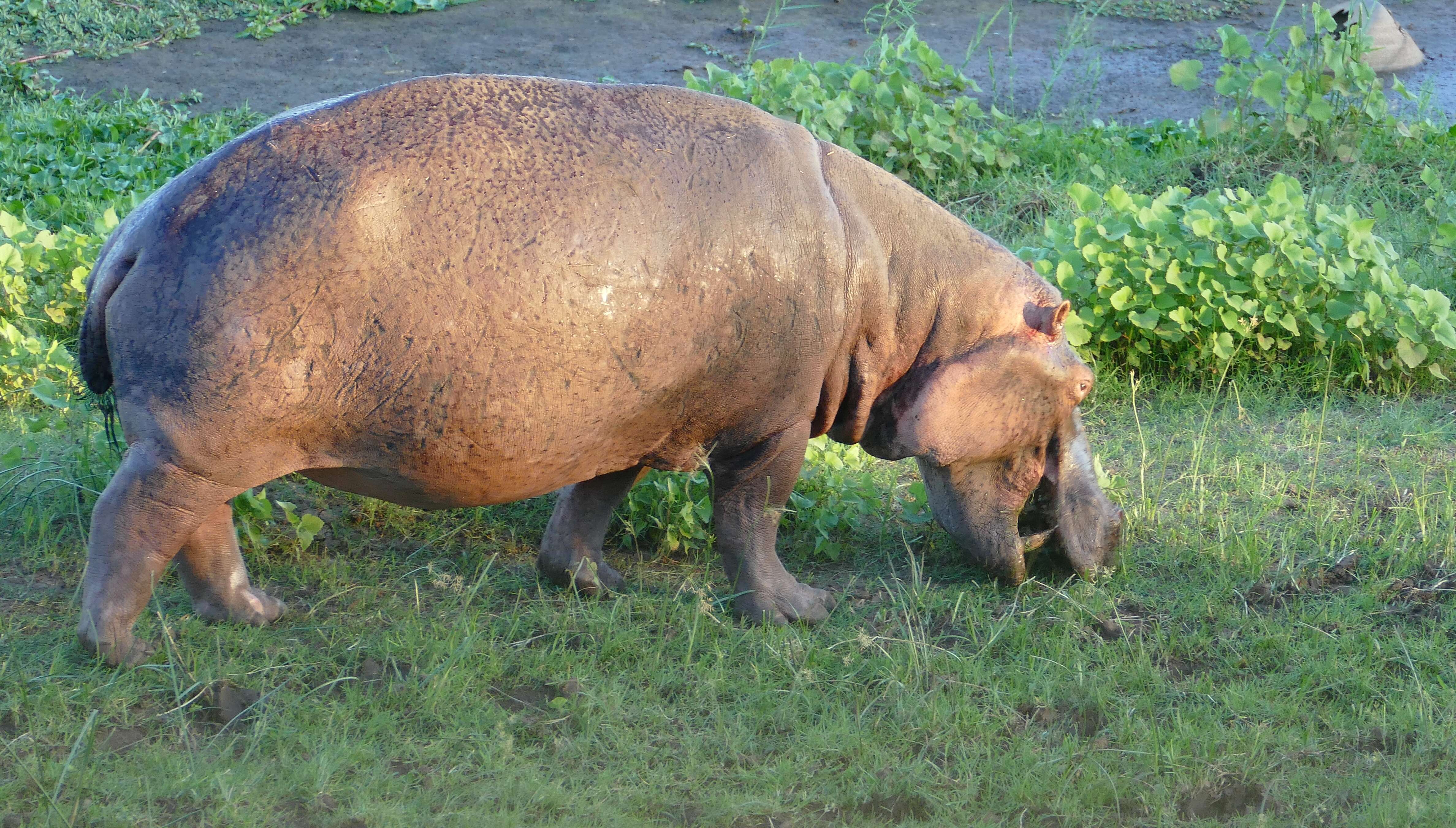 Image of Common Hippopotamus