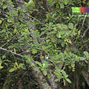 Image of Elaeodendron viburnifolium (Juss.) Merrill