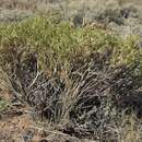 Image of Parry's rabbitbrush