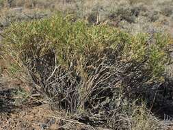 Image of Parry's rabbitbrush