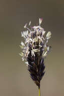 Image of Moor Grasses