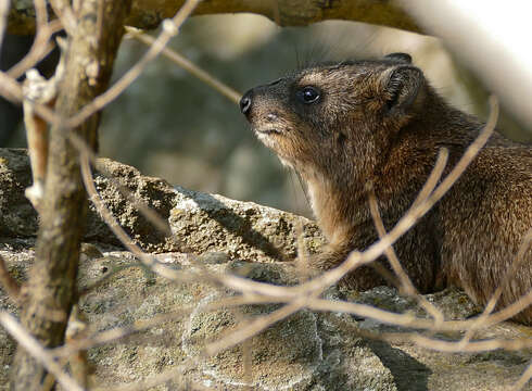 Image of Rock Hyrax