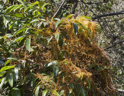 Image of Cuscuta jalapensis Schltdl.