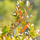 Слика од Buxus sempervirens L.