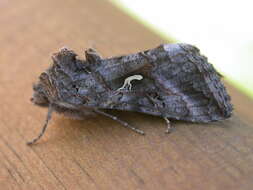 Image of Autographa