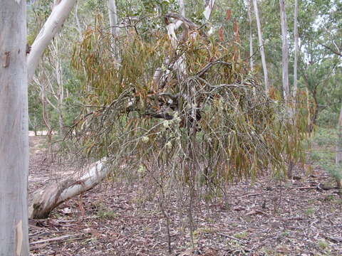 صورة Amyema pendula (Sieb. ex DC.) Tieghem