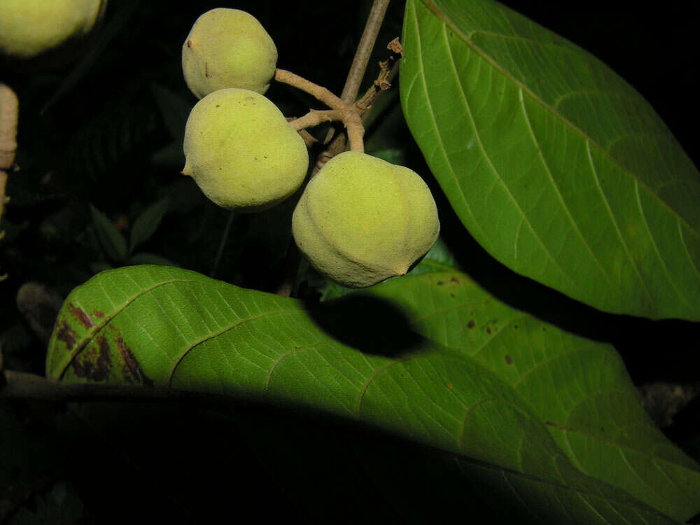 Image of Mortoniodendron anisophyllum (Standl.) Standl. & Steyerm.