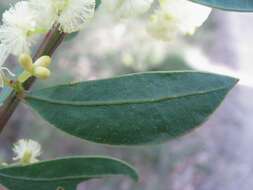 Acacia myrtifolia (Sm.) Willd. resmi