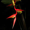 Image of Heliconia trichocarpa G. S. Daniels & F. G. Stiles